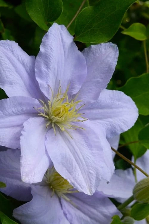 Chelsea Clematis - 1 Gallon Pot Chelsea Clematis - 1 Gallon Pot -Garden Plants shop clematis chelsea 5