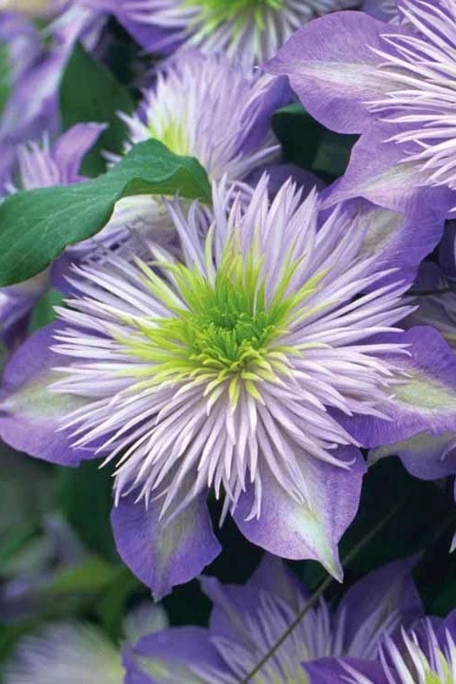 Crystal Fountain Clematis - 1 Gallon Pot Crystal Fountain Clematis - 1 Gallon Pot -Garden Plants shop clematis crystal fountain 1