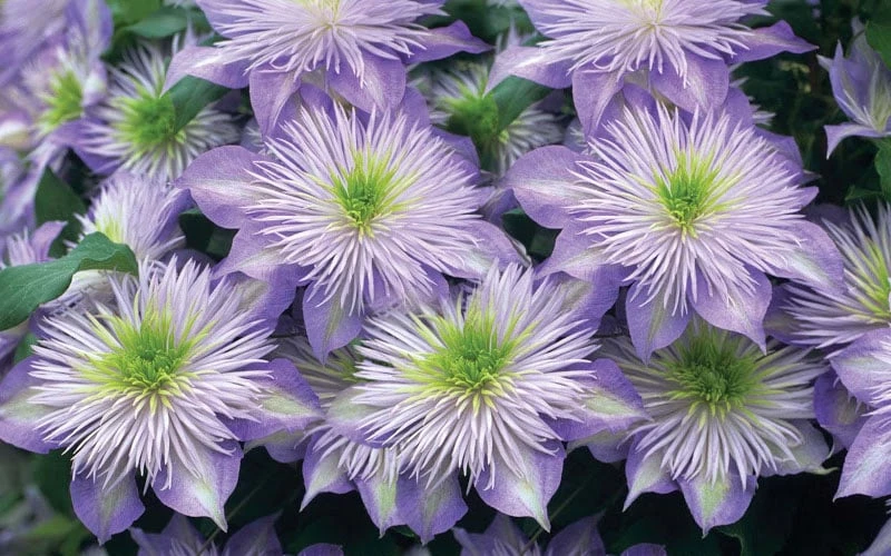 Crystal Fountain Clematis - 1 Gallon Pot Crystal Fountain Clematis - 1 Gallon Pot -Garden Plants shop clematis crystal fountain 2
