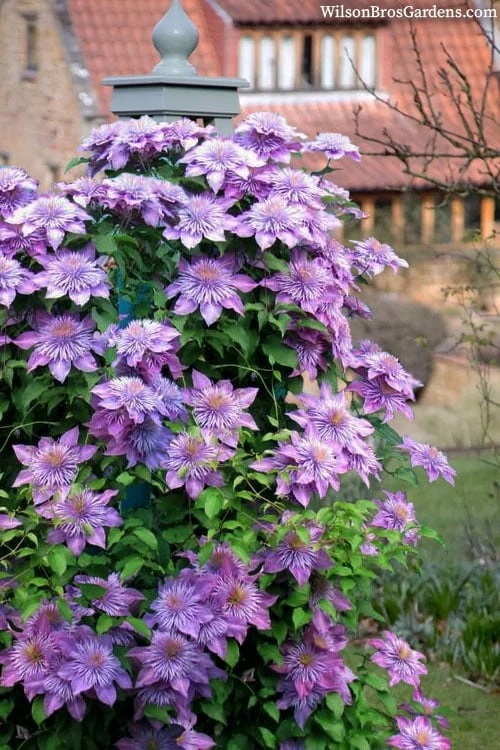 Crystal Fountain Clematis - 1 Gallon Pot Crystal Fountain Clematis - 1 Gallon Pot -Garden Plants shop clematis crystal fountain 3