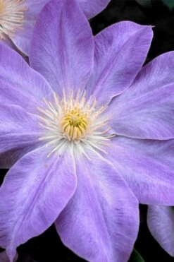Diana's Delight Clematis - 1 Gallon Pot 4 Diana's Delight Clematis - 1 Gallon Pot -Garden Plants shop clematis dianas delight 1