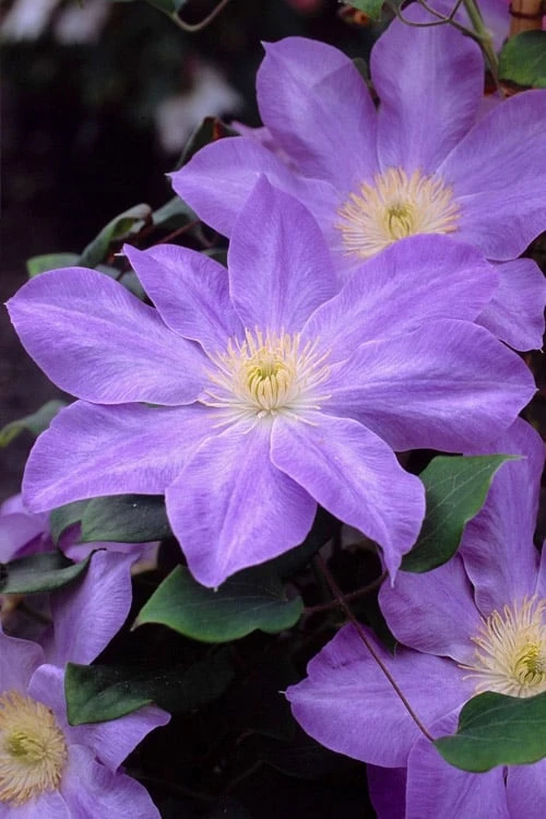 Diana's Delight Clematis - 1 Gallon Pot Diana's Delight Clematis - 1 Gallon Pot -Garden Plants shop clematis dianas delight 2