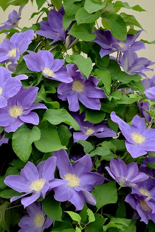Diana's Delight Clematis - 1 Gallon Pot Diana's Delight Clematis - 1 Gallon Pot -Garden Plants shop clematis dianas delight 3