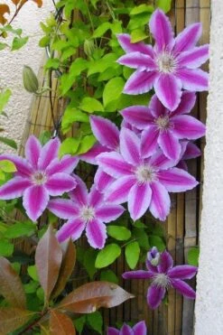 Dr. Ruppel Clematis - 1 Gallon Pot -Garden Plants shop clematis dr ruppel 11