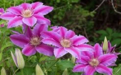 Dr. Ruppel Clematis - 1 Gallon Pot -Garden Plants shop clematis dr ruppel 8