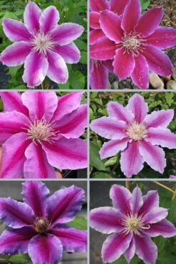 Dr. Ruppel Clematis - 1 Gallon Pot -Garden Plants shop clematis dr ruppel 9