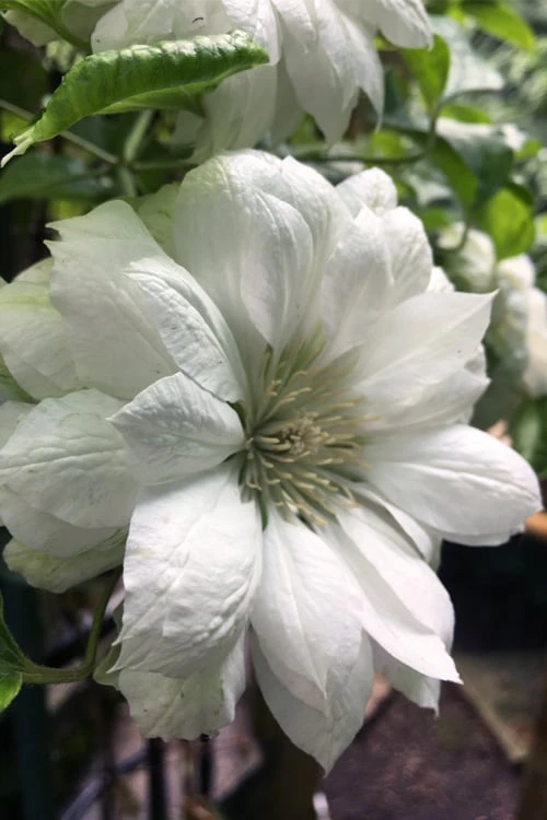 Duchess of Edinburgh Clematis - 2 Gallon Pot Duchess Of Edinburgh Clematis - 2 Gallon Pot -Garden Plants shop clematis duchess of edinburgh 5 1