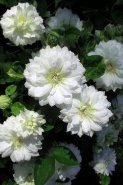 Duchess Of Edinburgh Clematis - 1 Gallon Pot -Garden Plants shop clematis duchess of edinburgh 7
