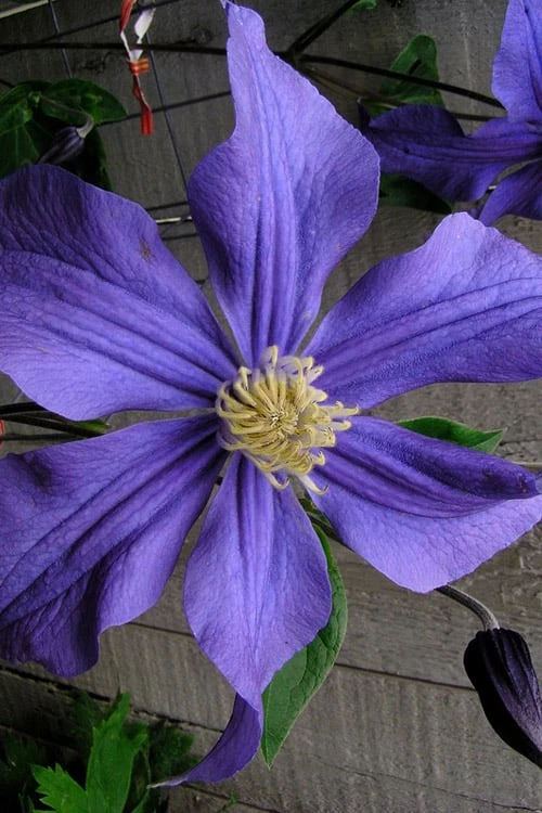 Durandii Clematis - 1 Gallon Pot Durandii Clematis - 1 Gallon Pot -Garden Plants shop clematis durandii 10
