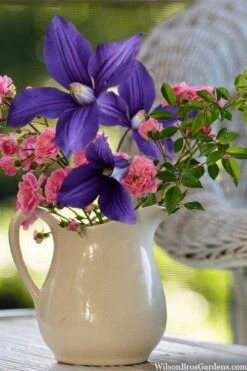 Durandii Clematis - 1 Gallon Pot 4 Durandii Clematis - 1 Gallon Pot -Garden Plants shop clematis durandii 13