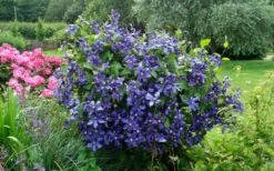 Durandii Clematis - 1 Gallon Pot 5 Durandii Clematis - 1 Gallon Pot -Garden Plants shop clematis durandii 3