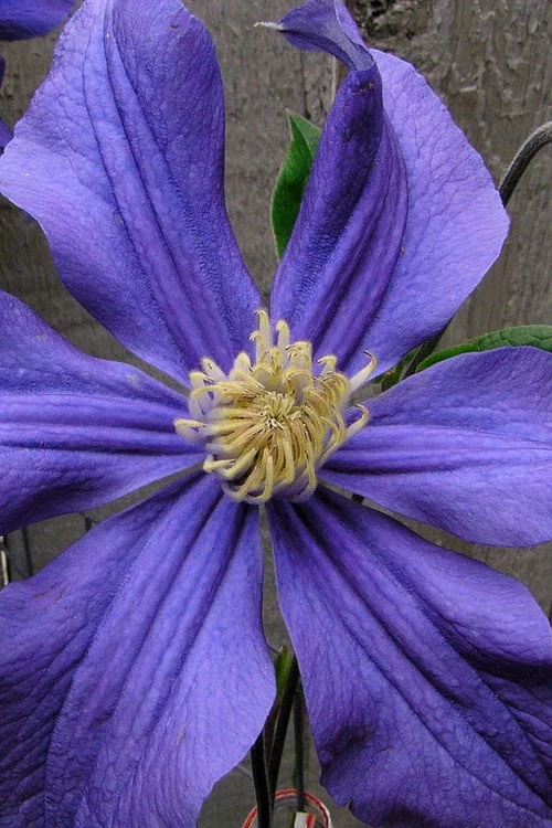 Durandii Clematis - 1 Gallon Pot Durandii Clematis - 1 Gallon Pot -Garden Plants shop clematis durandii 4
