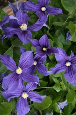 Durandii Clematis - 1 Gallon Pot 6 Durandii Clematis - 1 Gallon Pot -Garden Plants shop clematis durandii 5