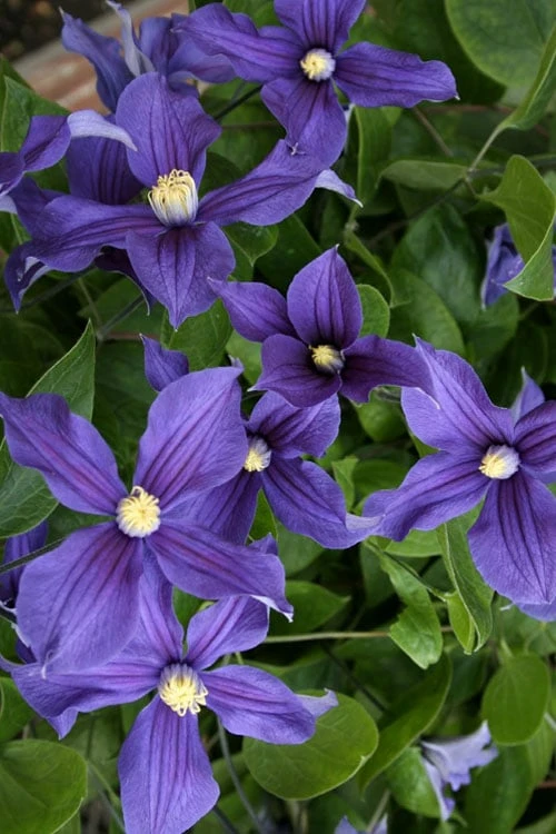 Durandii Clematis - 1 Gallon Pot Durandii Clematis - 1 Gallon Pot -Garden Plants shop clematis durandii 5