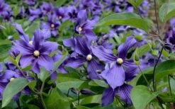 Durandii Clematis - 1 Gallon Pot 7 Durandii Clematis - 1 Gallon Pot -Garden Plants shop clematis durandii 6
