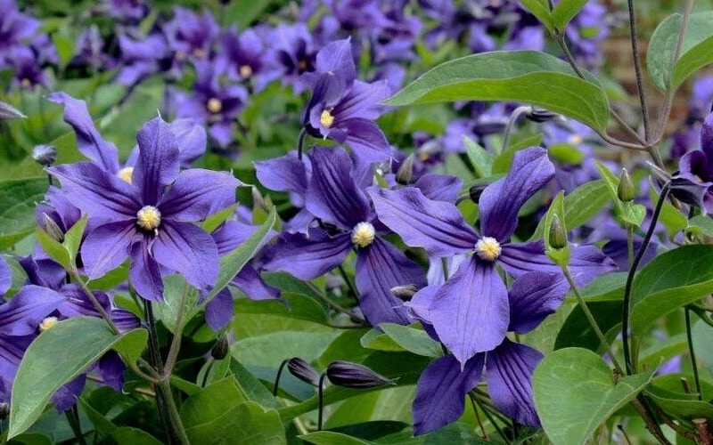 Durandii Clematis - 1 Gallon Pot Durandii Clematis - 1 Gallon Pot -Garden Plants shop clematis durandii 6