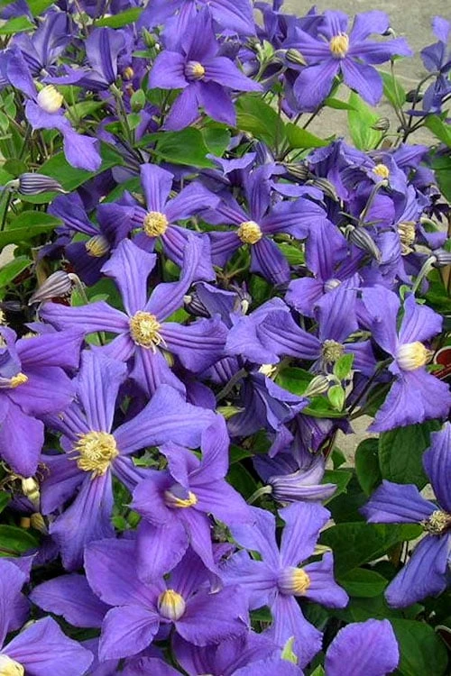 Durandii Clematis - 1 Gallon Pot Durandii Clematis - 1 Gallon Pot -Garden Plants shop clematis durandii 7