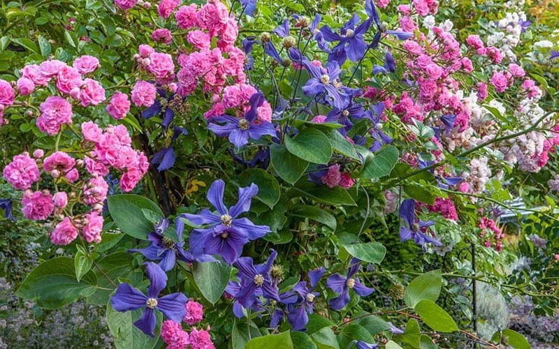 Durandii Clematis - 1 Gallon Pot Durandii Clematis - 1 Gallon Pot -Garden Plants shop clematis durandii 8