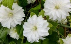 Duchess Of Edinburgh Clematis - 2 Gallon Pot 4 Duchess Of Edinburgh Clematis - 2 Gallon Pot -Garden Plants shop clematis duschess of edinburgh 3 1