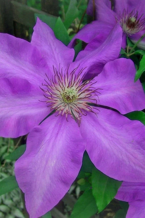 Elsa Spath Clematis - 1 Gallon Pot Elsa Spath Clematis - 1 Gallon Pot -Garden Plants shop clematis elsa spath 7
