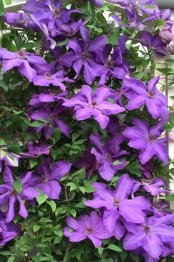 Elsa Spath Clematis - 1 Gallon Pot 3 Elsa Spath Clematis - 1 Gallon Pot -Garden Plants shop clematis elsa spath 9