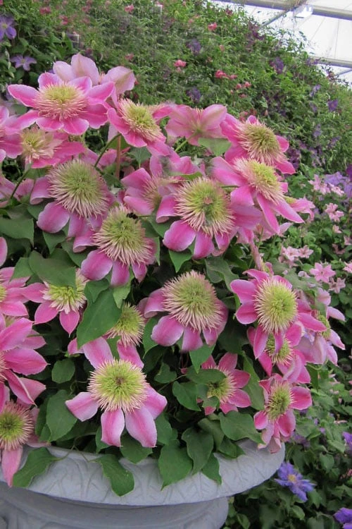 Empress Clematis - 1 Gallon Pot Empress Clematis - 1 Gallon Pot -Garden Plants shop clematis empress 4