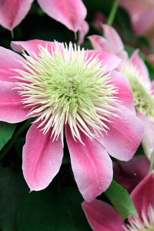 Empress Clematis - 1 Gallon Pot Empress Clematis - 1 Gallon Pot -Garden Plants shop clematis empress 6