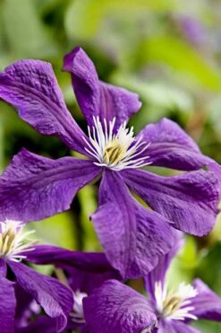 Etoile Violette Clematis - 1 Gallon Pot -Garden Plants shop clematis etoile violette 10