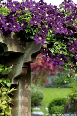 Etoile Violette Clematis - 1 Gallon Pot -Garden Plants shop clematis etoile violette 11