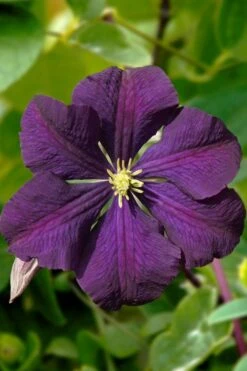 Etoile Violette Clematis - 1 Gallon Pot -Garden Plants shop clematis etoile violette 13