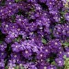 Etoile Violette Clematis - 1 Gallon Pot