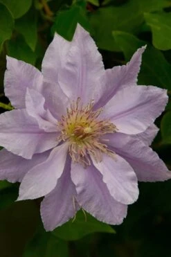 Filigree Clematis - 1 Gallon Pot -Garden Plants shop clematis filigree 4