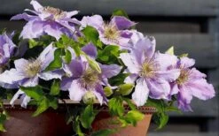 Filigree Clematis - 1 Gallon Pot -Garden Plants shop clematis filigree 7