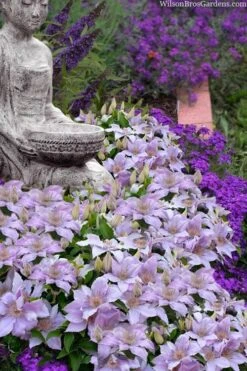 Filigree Clematis - 1 Gallon Pot -Garden Plants shop clematis filigree 9