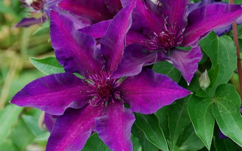 Fleuri Clematis - 1 Gallon Pot Fleuri Clematis - 1 Gallon Pot -Garden Plants shop clematis fleuri 10