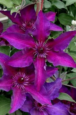 Fleuri Clematis - 1 Gallon Pot 4 Fleuri Clematis - 1 Gallon Pot -Garden Plants shop clematis fleuri 11