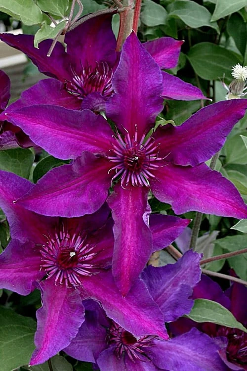 Fleuri Clematis - 1 Gallon Pot Fleuri Clematis - 1 Gallon Pot -Garden Plants shop clematis fleuri 11