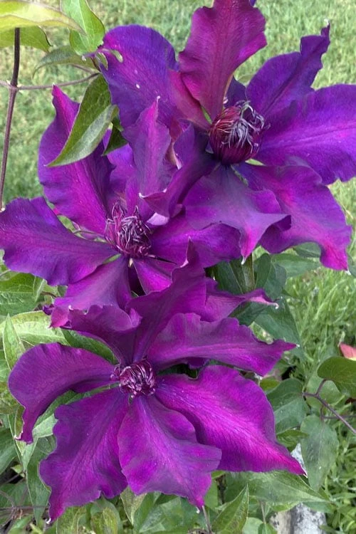 Fleuri Clematis - 1 Gallon Pot Fleuri Clematis - 1 Gallon Pot -Garden Plants shop clematis fleuri 14