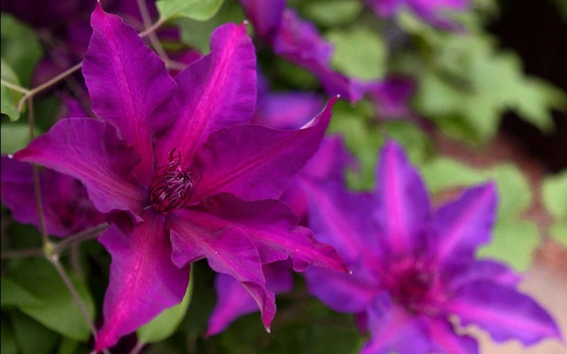 Fleuri Clematis - 1 Gallon Pot Fleuri Clematis - 1 Gallon Pot -Garden Plants shop clematis fleuri 19