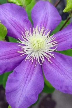 General Sikorski Clematis - 1 Gallon Pot 6 General Sikorski Clematis - 1 Gallon Pot -Garden Plants shop clematis general sikorski 8