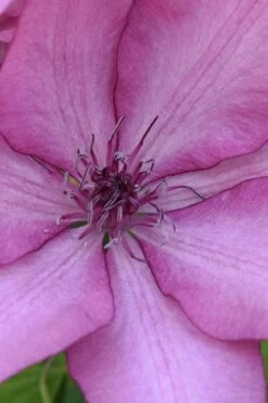 Giselle Clematis - 1 Gallon Pot -Garden Plants shop clematis giselle 10