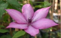 Giselle Clematis - 1 Gallon Pot -Garden Plants shop clematis giselle 11