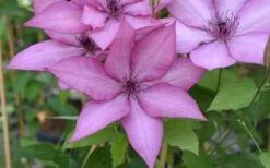 Giselle Clematis - 1 Gallon Pot -Garden Plants shop clematis giselle 12