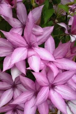 Giselle Clematis - 1 Gallon Pot -Garden Plants shop clematis giselle 13