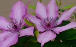 Giselle Clematis - 1 Gallon Pot -Garden Plants shop clematis giselle 7