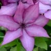 Giselle Clematis - 1 Gallon Pot