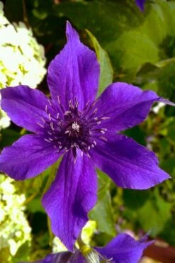 Guiding Promise Clematis - 1 Gallon Pot -Garden Plants shop clematis guiding promise 1