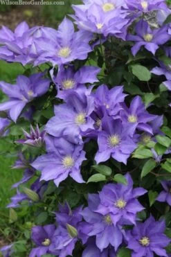 H. F. Young Clematis - 1 Gallon Pot 3 H. F. Young Clematis - 1 Gallon Pot -Garden Plants shop clematis h f young 13