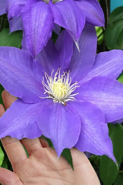H. F. Young Clematis - 1 Gallon Pot H. F. Young Clematis - 1 Gallon Pot -Garden Plants shop clematis h f young 17