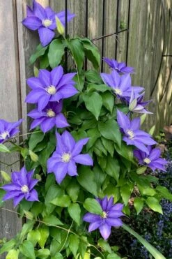 H. F. Young Clematis - 1 Gallon Pot 4 H. F. Young Clematis - 1 Gallon Pot -Garden Plants shop clematis h f young 5